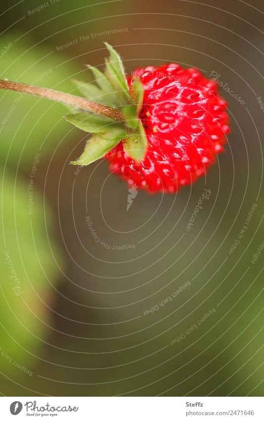 red wild strawberry Wild strawberry red berry Fragaria vesca Forest fruit Snackfruit collected nuts Fruit Agricultural crop June naturally Fresh Delicious cute