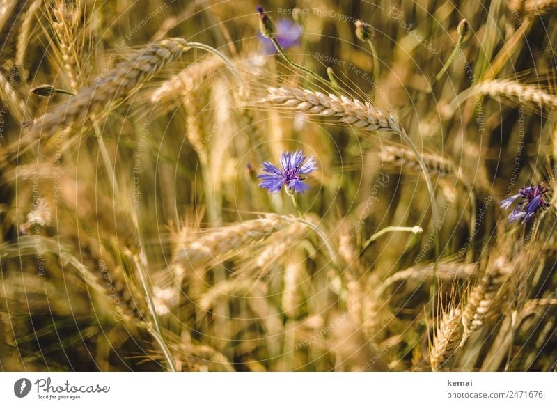 Corn and flower Harmonious Well-being Contentment Calm Nature Plant Summer Beautiful weather Warmth Flower Agricultural crop Cornflower Barley Barleyfield Field
