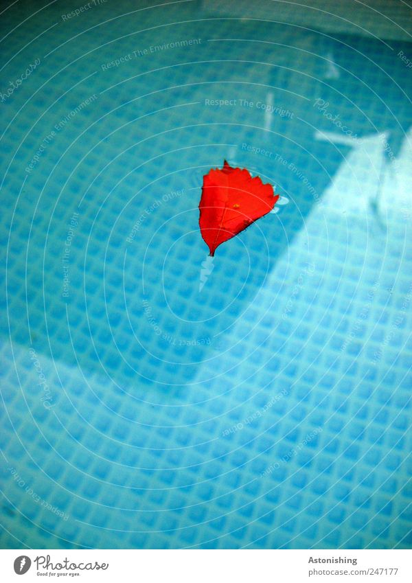 Leaf in pool Nature Plant Tree Plastic Water Swimming & Bathing Blue Red White Surface Surface tension Heart Shadow Reflection Swimming pool Dirty