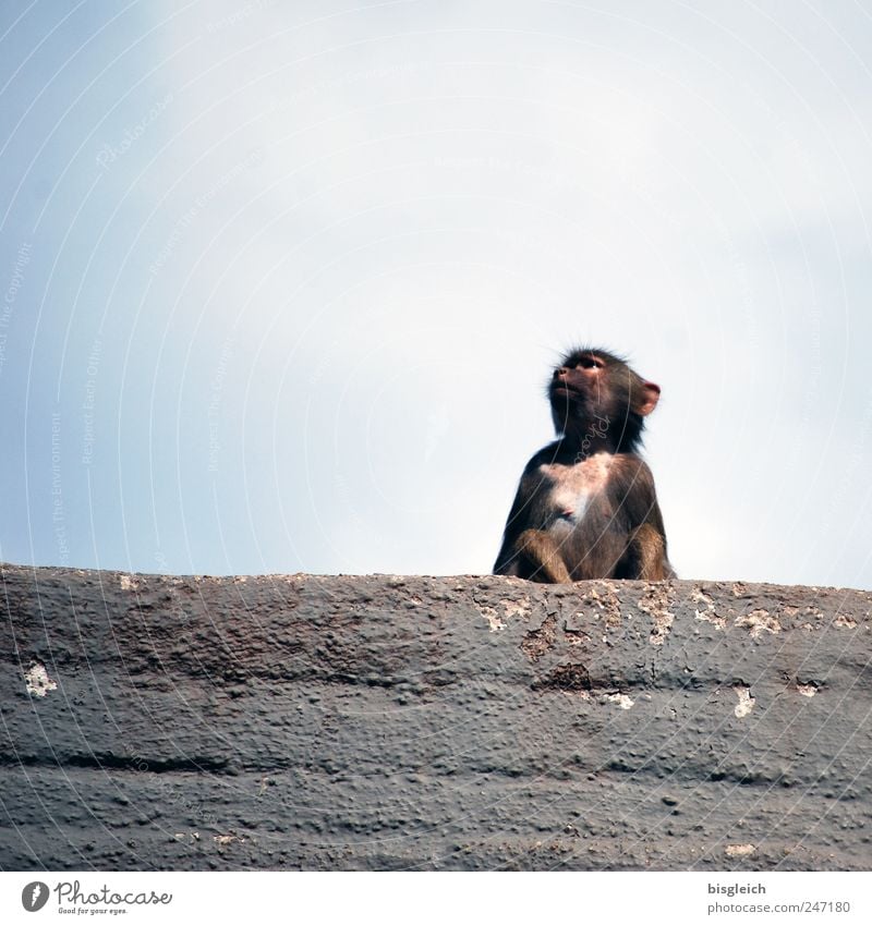 little monkey Animal Wild animal Zoo Monkeys Baboon 1 Baby animal Sit Blue Gray Sky Rock Colour photo Subdued colour Exterior shot Deserted Copy Space top
