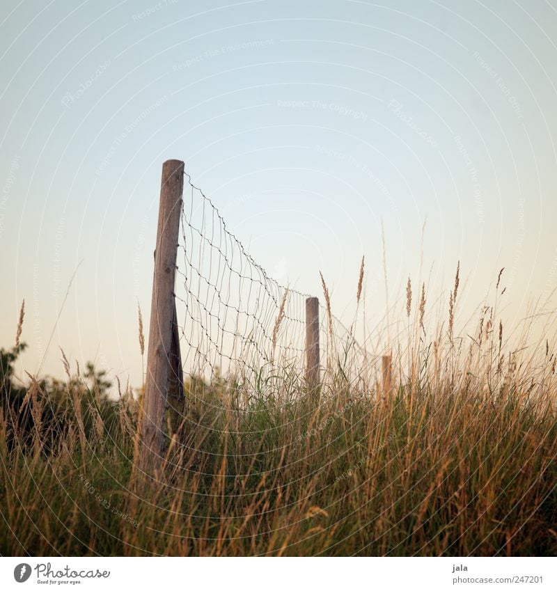 fence Environment Nature Landscape Plant Sky Grass Bushes Natural Blue Brown Green Fence Fence post Colour photo Exterior shot Deserted Copy Space bottom Day