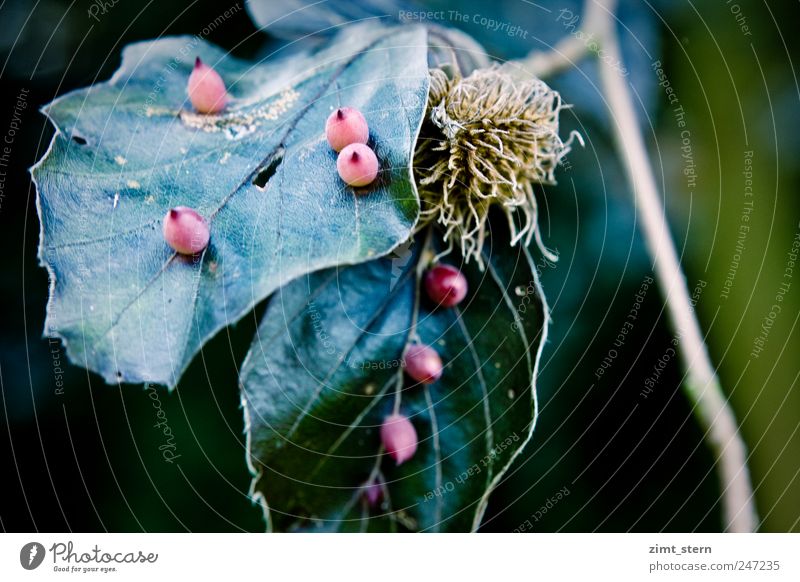 red knobbel Nature Plant Tree Leaf Old Esthetic Dark Glittering Blue Brown Green Red Calm Subdued colour Detail