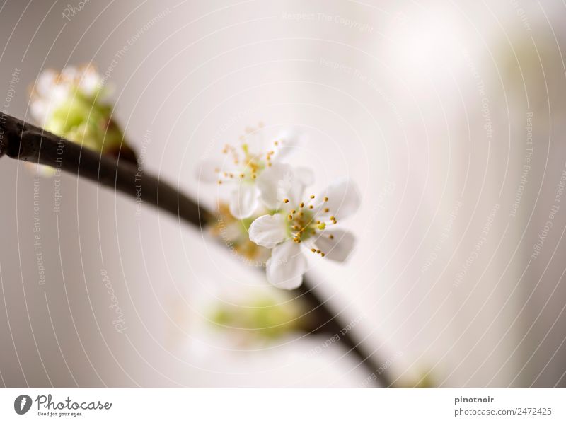 cherry blossom Nature Plant Spring Blossoming Growth Esthetic Fresh Beautiful Soft Yellow Green White Warm-heartedness Life Joie de vivre (Vitality) Ease Change