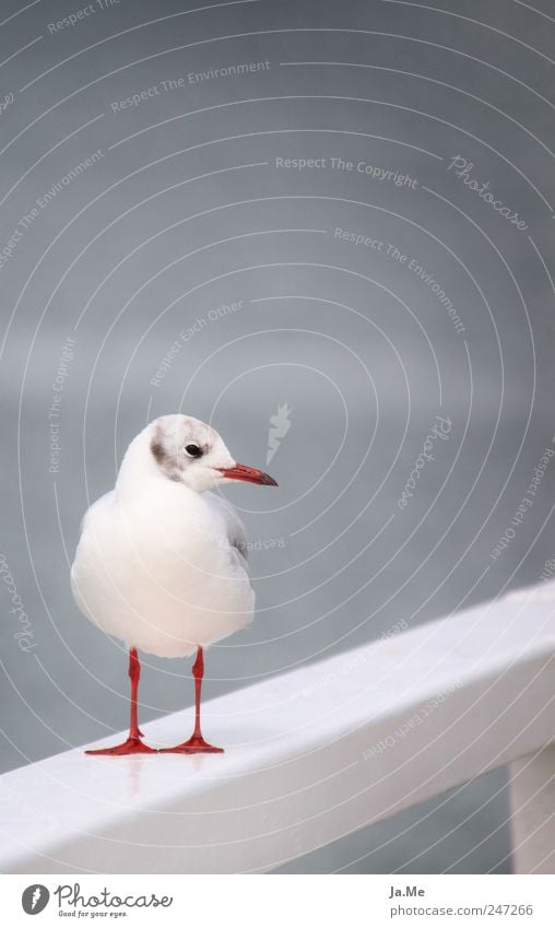 Seagull grey in grey Environment Nature Animal Wild animal Bird 1 Calm Black-headed gull  Full-length Bright background Isolated Image Colour photo
