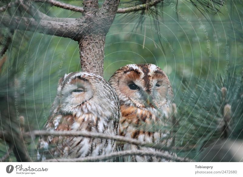 Two eagle owls in a tree Animal Wild animal Bird 2 Pair of animals Wood Brown Green Eagle owl strigidae Colour photo Exterior shot Day Blur Long shot