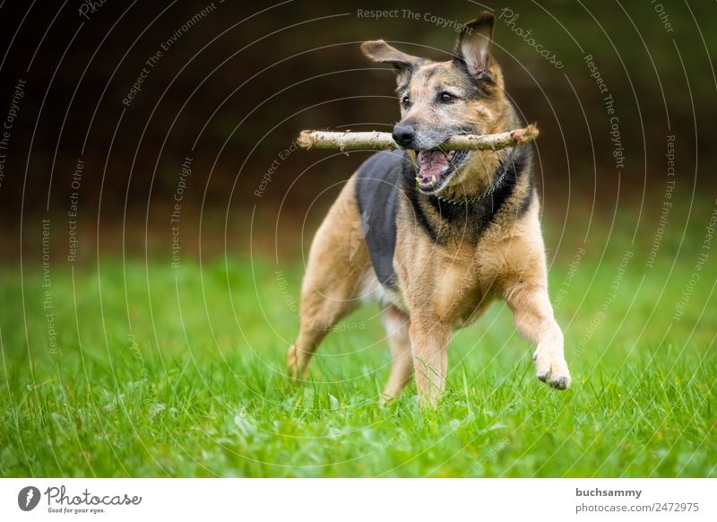Mongrel dog playing Dog Pet crossbreed dog Crossbreed Shepherd dog Playing Romp little stick Meadow Outdoors Nature Happiness best friend