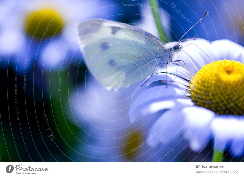 cabbage white butterfly on a magarite Environment Nature Plant Summer Beautiful weather Flower Blossom Wild plant Meadow Animal Butterfly 1 Natural Blue