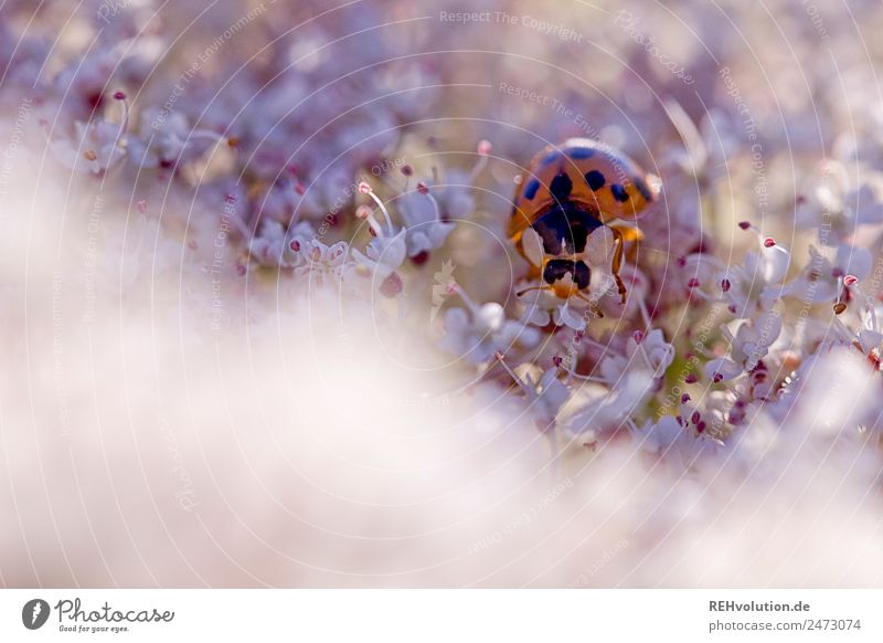 ladybugs Ladybird Insect Macro (Extreme close-up) Environment Nature Plant Flower Animal Small Violet Close-up Exterior shot Colour photo Detail blurriness Day