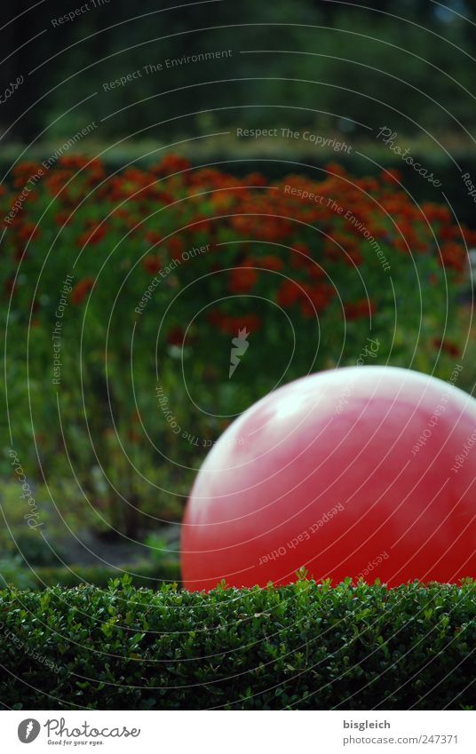 haven of peace Harmonious Well-being Contentment Relaxation Calm Meditation Hedge Garden Park Sphere Ball Green Red Serene Colour photo Exterior shot Deserted