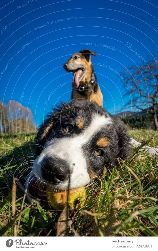 young and old Animal Pet Dog 2 Baby animal Playing Blue Brown Green Black Bernese Mountain Dog Nature Puppy Colour photo Multicoloured Exterior shot