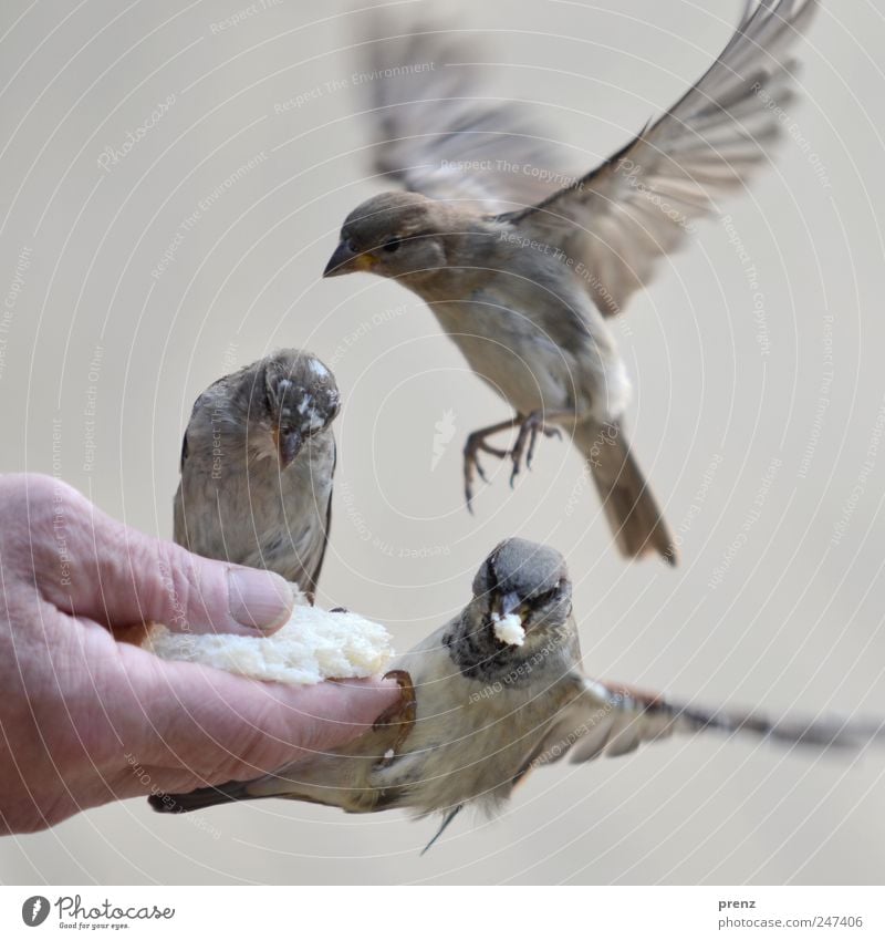 Three Human being Hand Fingers 1 Environment Nature Animal Wild animal Bird Wing 3 Flying To feed Gray Sparrow Floating Feeding Beak Colour photo Exterior shot