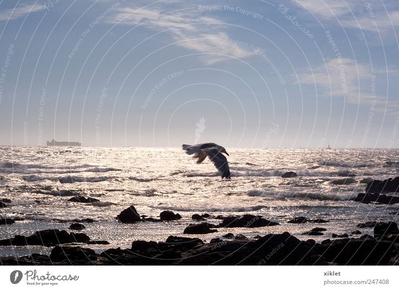 gull Gull birds Freedom Ocean Sand Beach Tide Waves Coast White Energy Movement Story Wing Gliding Wind Flying Light Evening Reflection Mirror Silver