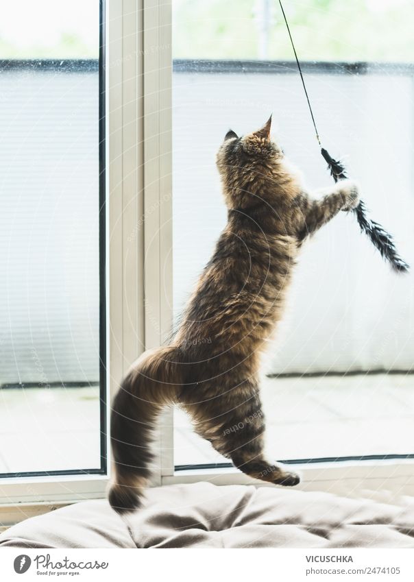 Playing cat at the window Lifestyle Joy Living or residing Window Animal Pet Cat 1 Jump Emotions Moody Love of animals Hunting Land-based carnivore Effortless