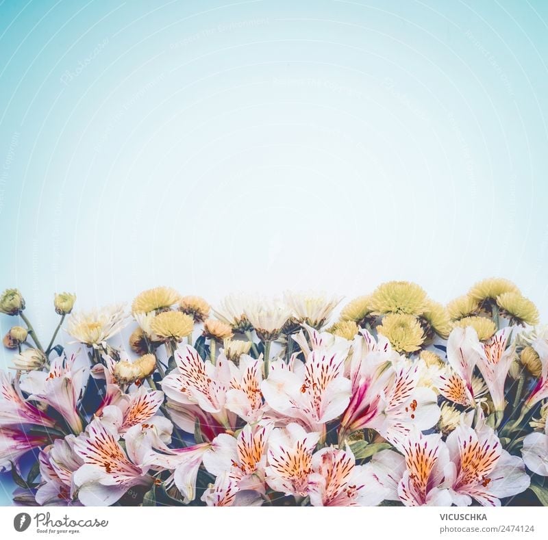Beautiful background with BLümen on light blue Style Design Summer Nature Plant Spring Flower Leaf Blossom Decoration Bouquet Love Pink Background picture