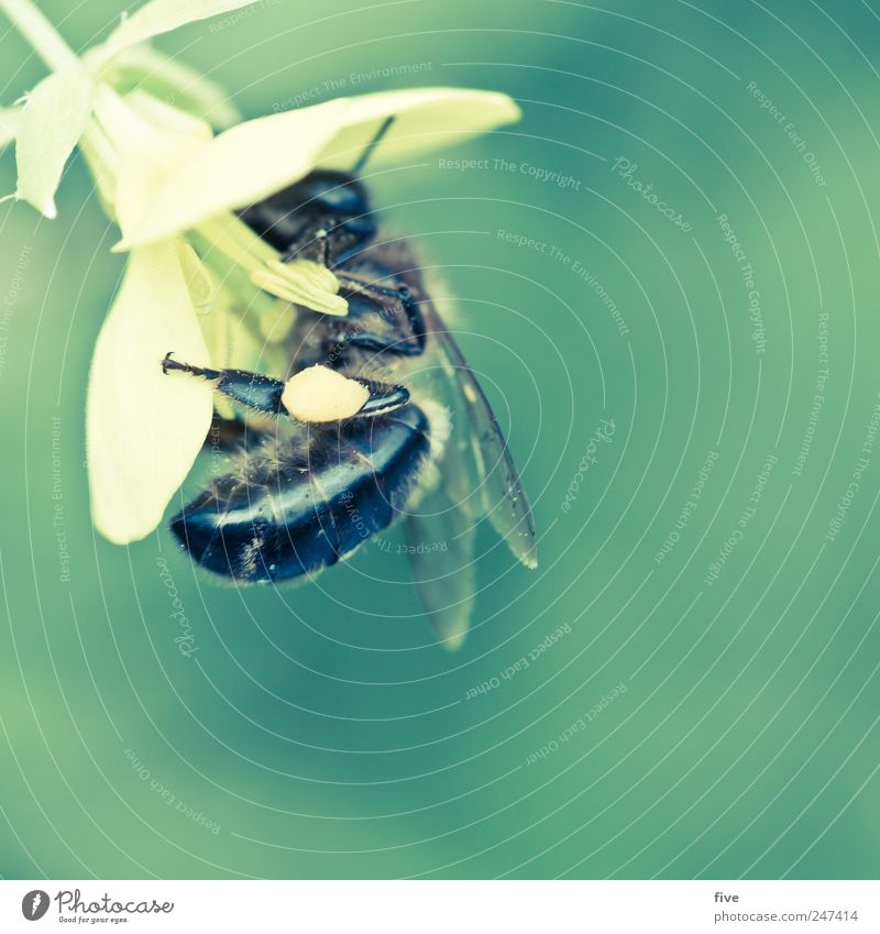 bee Nature Summer Plant Flower Blossom Garden Animal 1 Work and employment Movement Discover Flying Wing Colour photo Exterior shot Close-up Detail