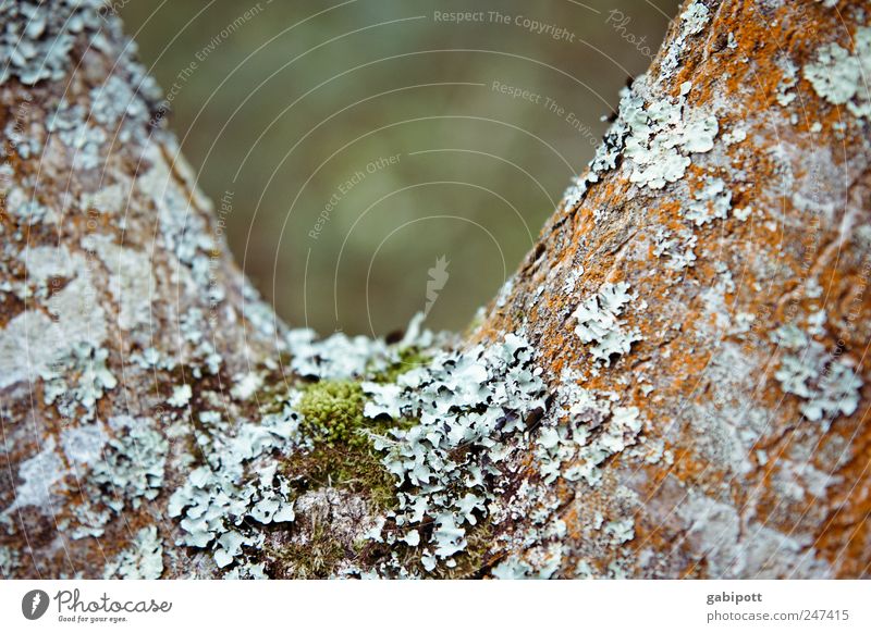 V-neck Nature Plant Tree Lichen Moss Natural Wild Blue Brown Green Tree bark Coated Inhabited Colour photo Exterior shot Structures and shapes Deserted Day