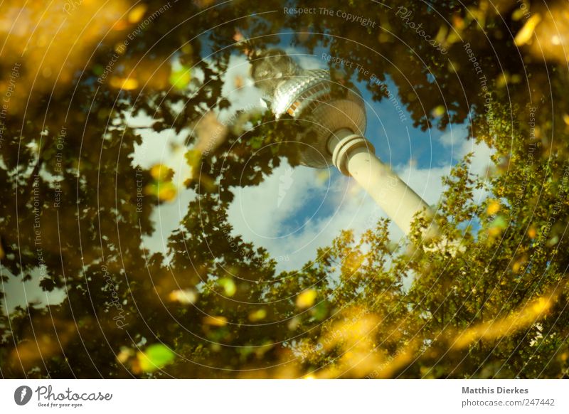 He did. Berlin Berlin TV Tower Capital city Downtown Deserted Tourist Attraction Landmark Surrealism Television tower Alexanderplatz Forest Clearing Tree