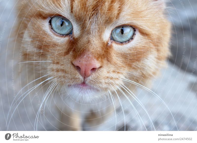 Red cat came to the photoset. Animal Pet Cat 1 Animal tracks Bright Smart Gloomy Multicoloured Trust Warm-heartedness Animal portrait looking eyes Colour photo