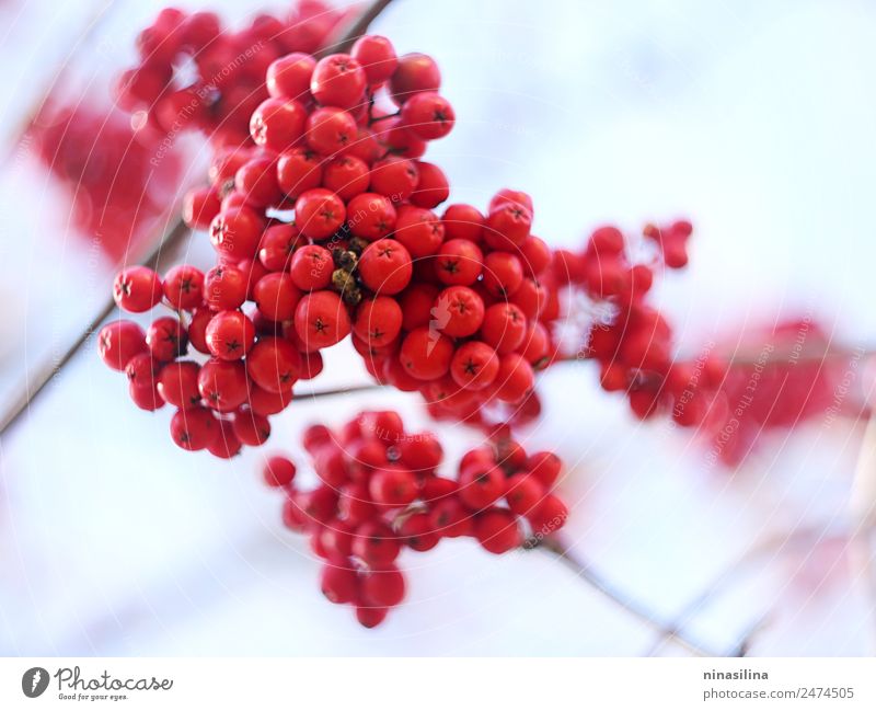 Bright winter berries. Nature Plant Winter Fresh Juicy Red Cool (slang) Surprise berry frozen Colour photo Multicoloured Detail Deserted