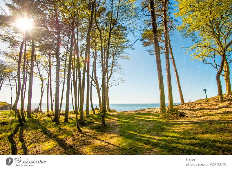 Baltic Sea coast in Poland Beach Nature Forest Tourism Coast Dune Ocean Nature reserve Sky Blue Back-light Summer Sun Vacation & Travel trees Colour photo