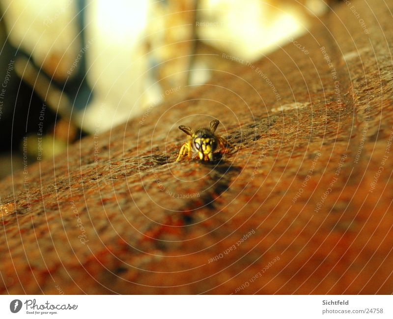 Fleet Wasp Animal Wasps Attack Nature Freedom Rust
