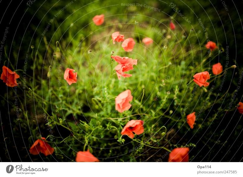 more poppy Environment Nature Landscape Plant Animal Summer Beautiful weather Flower Grass Bushes Leaf Blossom Foliage plant Agricultural crop Garden Meadow