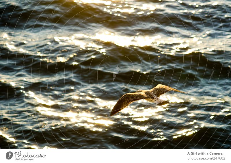 I'll fly with you! Animal Wild animal Bird Seagull 1 Flying Illuminate Exceptional Fantastic Glittering Beautiful Idyll Sea bird Ocean Mediterranean sea