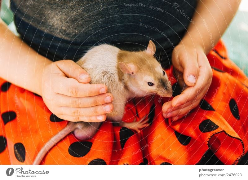 Lap Rat Feminine Child Body Hand 1 Human being 3 - 8 years Infancy Skirt Animal Pet Mouse Petting zoo Sit Red Black Love of animals pet rat petting Colour photo