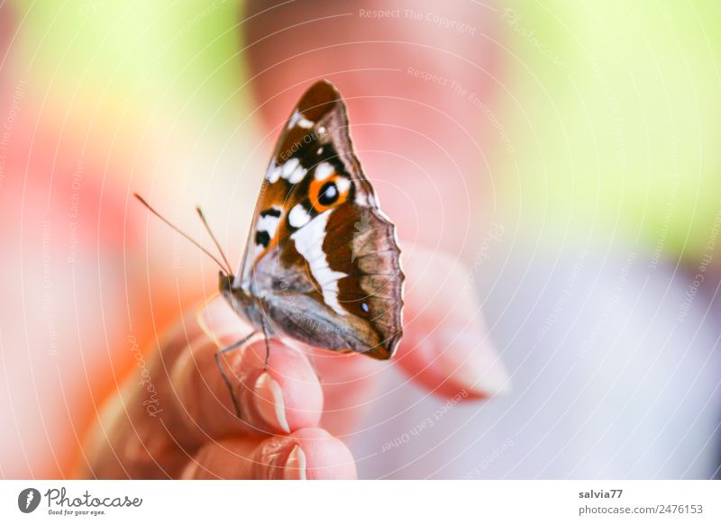 look... Skin Fingers 1 Human being Nature Summer Butterfly Insect iridescent butterfly Animal Brash Near Curiosity Positive Multicoloured Sympathy