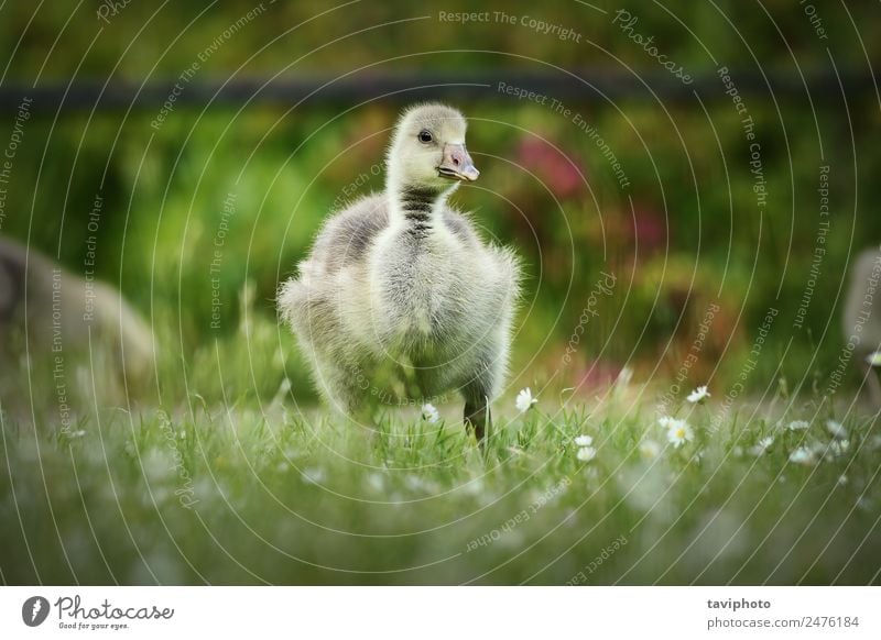 cute gosling on lawn Eating Baby Nature Animal Grass Park Bird Feeding Small Natural Cute Yellow Green White Loneliness Gosling fluffy Lawn young spring Beak