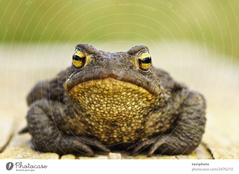 front view of cute common brown frog Beautiful Face Nature Animal Wood Stand Small Natural Cute Wild Brown Dangerous Bufo Toad European wildlife fauna bumpy