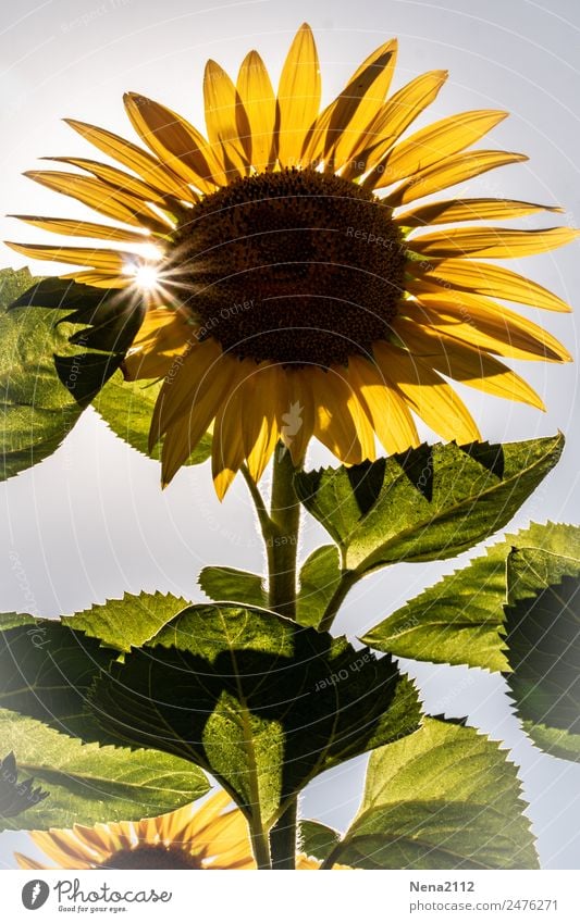 Let the sun shine Environment Nature Plant Beautiful weather Flower Agricultural crop Garden Park Field Large Hot Positive Warmth Yellow Sunflower field