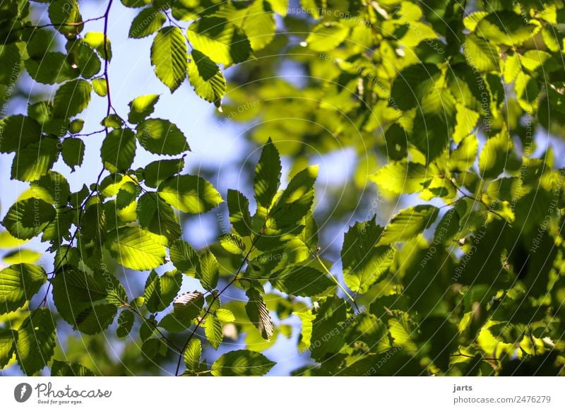 green and blue Nature Plant Sky Beautiful weather Tree Leaf Forest Fresh Natural Blue Green Serene Calm Hope Beech wood Beech leaf Colour photo Deserted Day