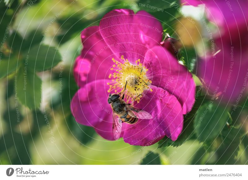dog rose Animal Bee 1 Blossoming Fragrance Beautiful Cute Yellow Green Pink Dog rose Visitor Colour photo Exterior shot Close-up Deserted Copy Space left
