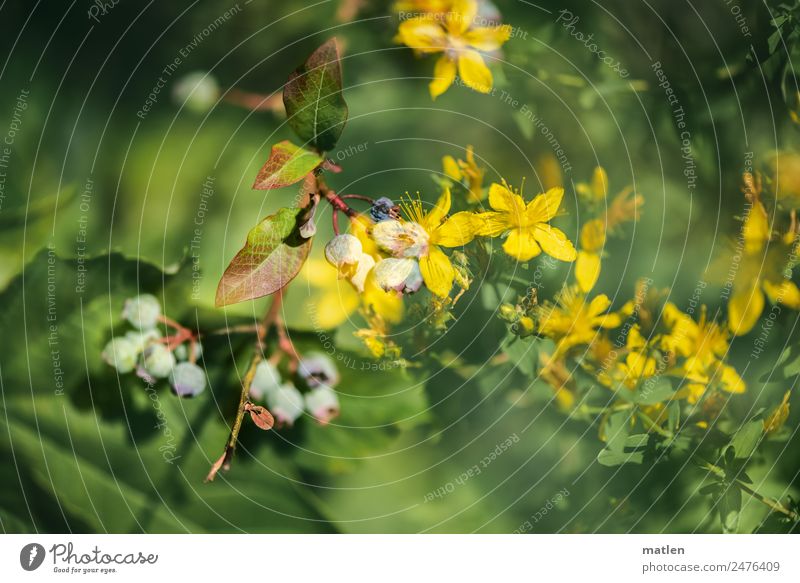 all sorts of things Plant Summer Leaf Blossom Wild plant Deserted Fresh Blue Brown Yellow Green Red Double exposure Colour photo Exterior shot Abstract Pattern