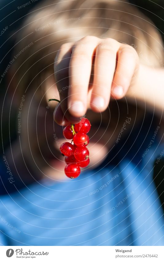 berry dream Food Fruit Healthy Kindergarten Child Toddler Boy (child) Infancy Hand 1 Human being Playing Blue Red Summer Harvest Berries Redcurrant Pick Mature