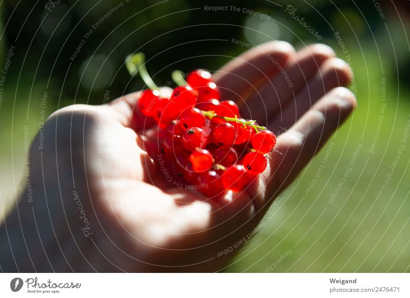 harvest luck Nutrition Breakfast Lunch Organic produce Vegetarian diet Diet Happiness Fresh Healthy Red Grateful Responsibility Attentive Summer Berries