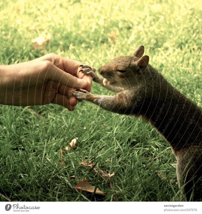 "fast" food Food Human being Skin Hand Fingers 1 Nature Grass Park Meadow Animal Wild animal Pelt Claw Paw Squirrel Touch To hold on To feed Delicious Brown