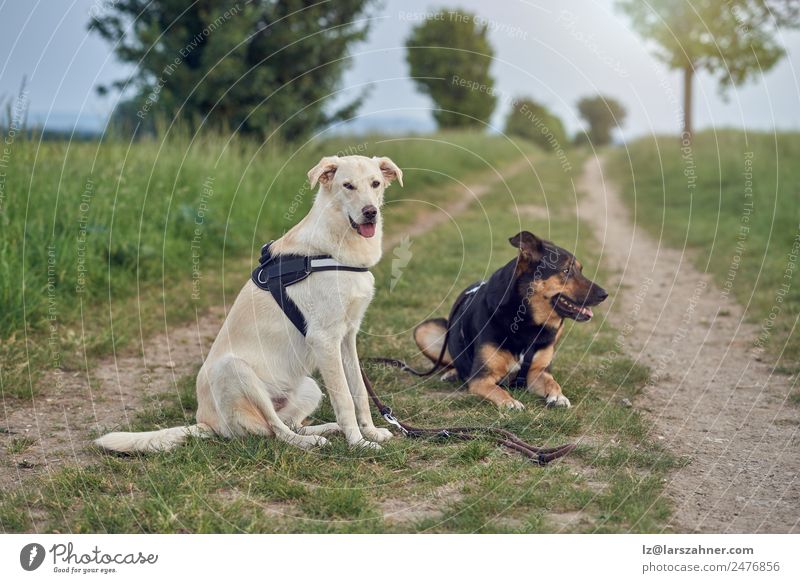 Two large dogs in harnesses resting in rural road Beautiful Summer Nature Landscape Plant Earth Lanes & trails Large Cute Blue Green Rural Beauty Photography