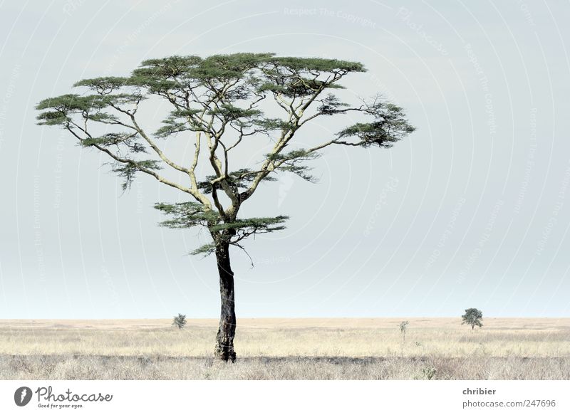 Last shadow of nothingness Vacation & Travel Safari Environment Nature Landscape Plant Sky Cloudless sky Beautiful weather Tree Acacia Steppe Grassland