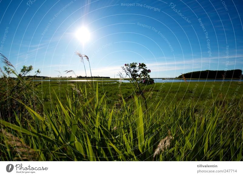 blue. white. green. Environment Nature Landscape Plant Water Sky Horizon Sun Sunlight Summer Climate Beautiful weather Grass Bushes Foliage plant Common Reed