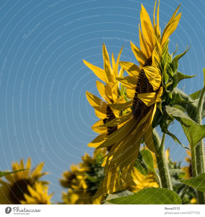 love of the sun Nature Plant Sky Sun Summer Autumn Flower Leaf Blossom Agricultural crop Garden Field Healthy Hip & trendy Yellow Emotions Moody Joy Happy