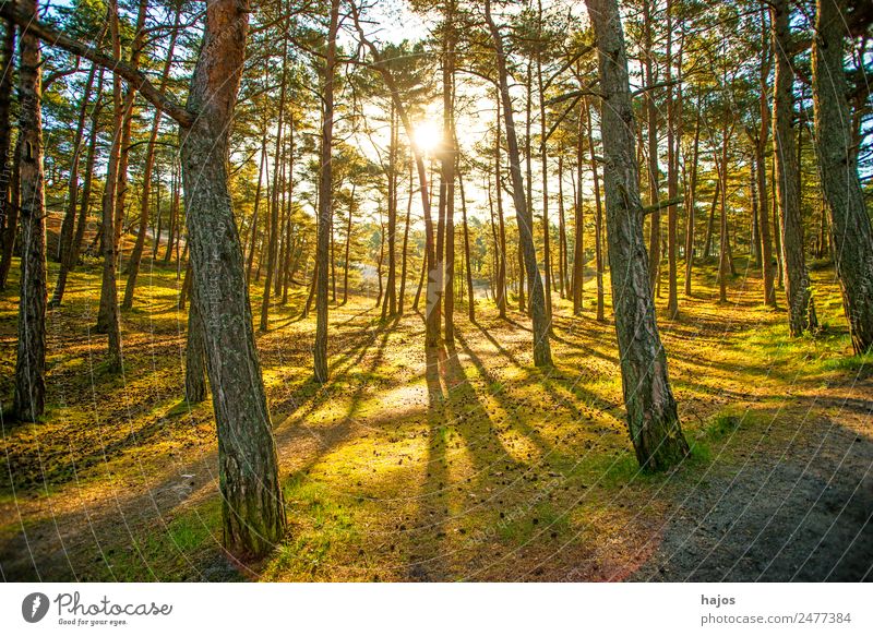 Forest in back light in spring Nature Moss Bright Yellow Gold Green Light Back-light Sunbeam in the morning Smooth Soft Pine Foliage plant Bog Recreation area