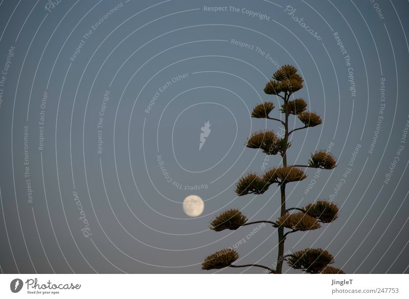 [high moon] Environment Nature Sky Cloudless sky Moon Summer Beautiful weather Plant Foliage plant Natural Blue Gray Pink Contentment Safety (feeling of)