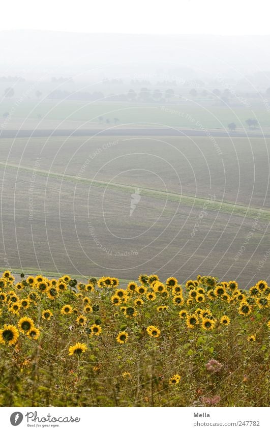 promising Environment Nature Landscape Plant Flower Blossom Sunflower Sunflower field Field Blossoming Growth Beautiful Far-off places Real estate Agriculture