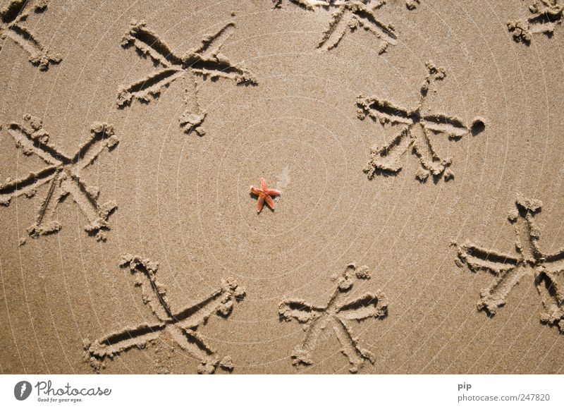 great moment Summer Coast Beach Ocean Starfish 1 Animal Sand Brown Individual Drawing Red Vacation mood Vacation & Travel Colour photo Exterior shot Close-up
