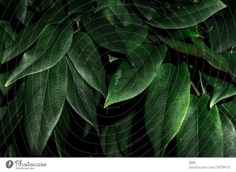 Into the bushes Plant Bushes Leaf Foliage plant Hedge Growth Dark Glittering Green Nature Colour photo Exterior shot Close-up Deserted Night Flash photo