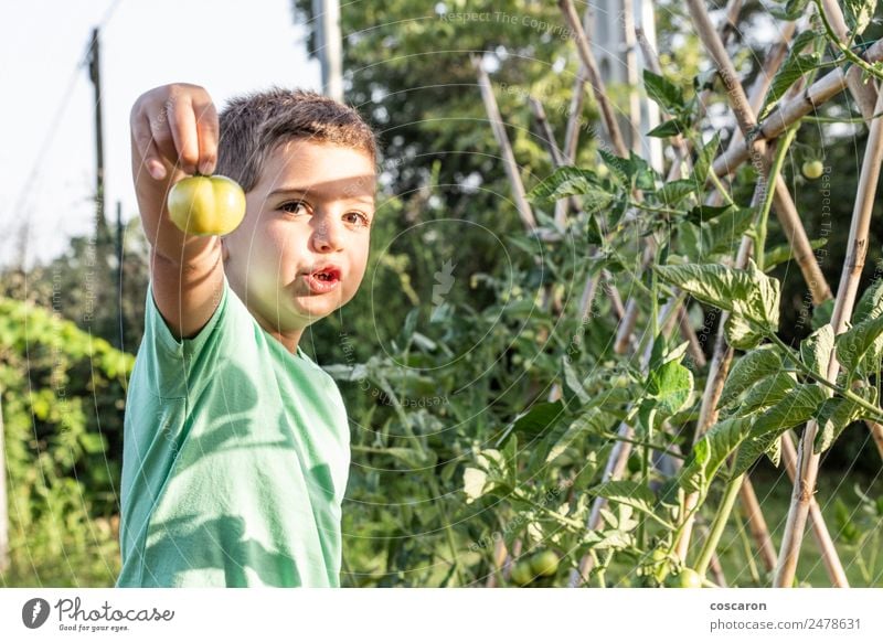 Little boy showing a green tomato Vegetable Happy Summer Garden Child Gardening Human being Toddler Boy (child) Family & Relations Infancy Nature Plant Leaf
