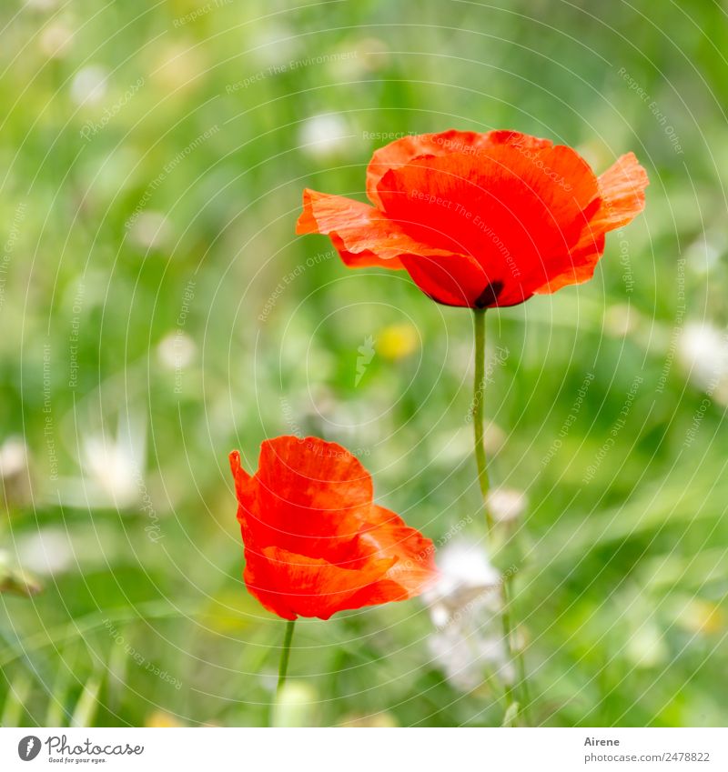last mohnday Plant Flower Poppy blossom Corn poppy Meadow Blossoming Natural Beautiful Green Red Joie de vivre (Vitality) Colour Nature Growth Colour photo