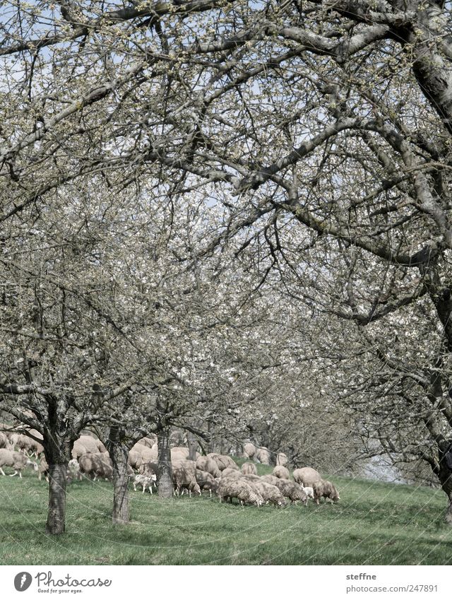 Flock of sheep from far away Spring Beautiful weather Tree Meadow Farm animal Sheep Herd To feed Baaa Blossoming Colour photo Subdued colour Day